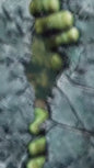 Convite Animado Hulk